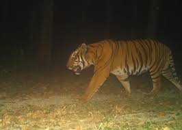বক্সা